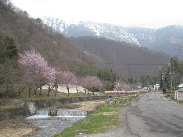 犬川沿いの桜