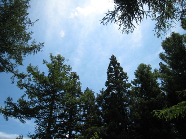 木々の合間から見える「青空」